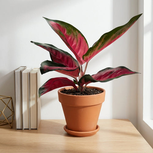 אנגלומה אדומה