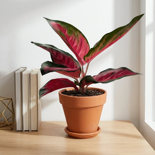 אנגלומה אדומה