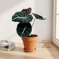 כד טרקוטה חום קוטר 15 + תחתית