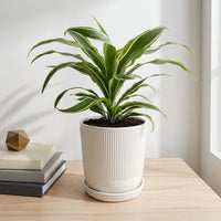 כד פסים לבן קוטר 13 + תחתית