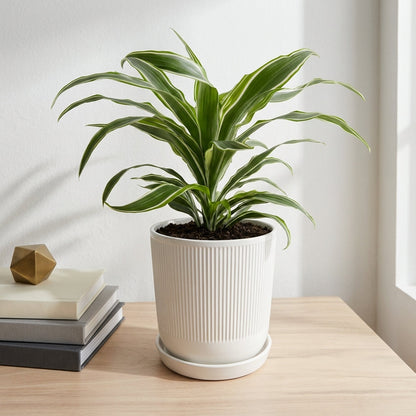 דרצנה למון ליים