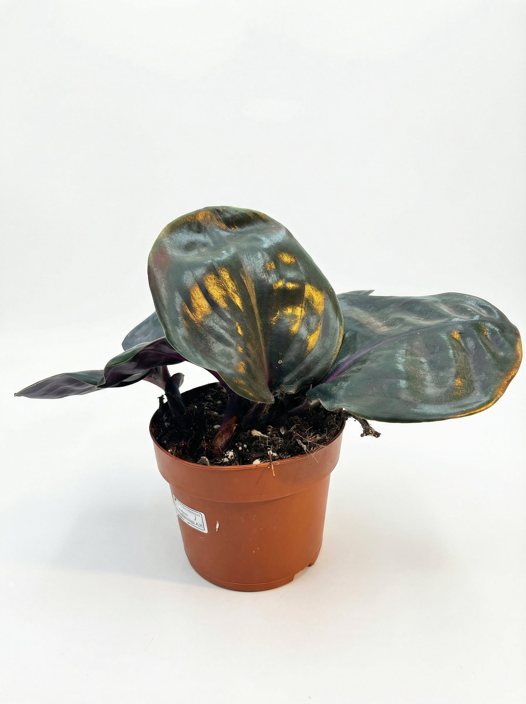 גיא גיננטוס סיליאטוס-1-nan.png.png