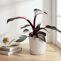 כד פסים לבן קוטר 13 + תחתית