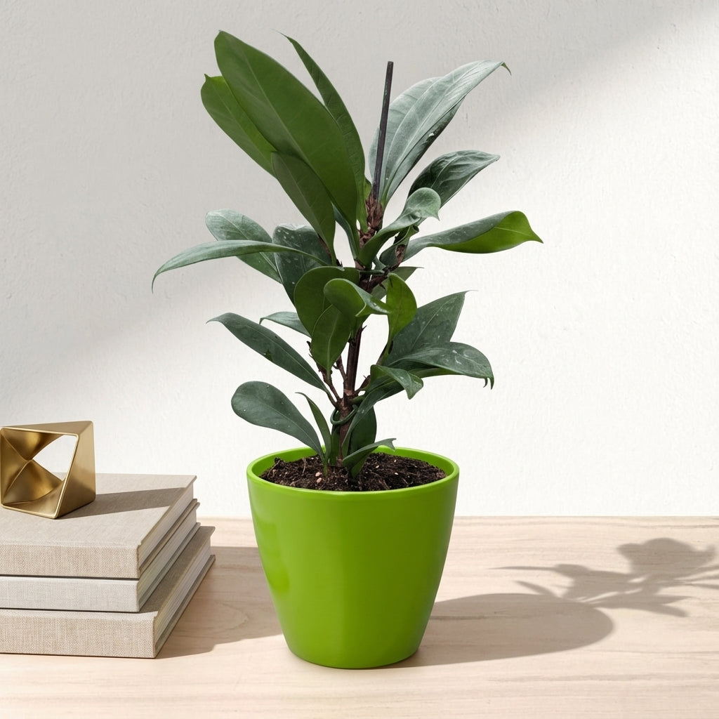 פיקוס בנגלי קוטר 12