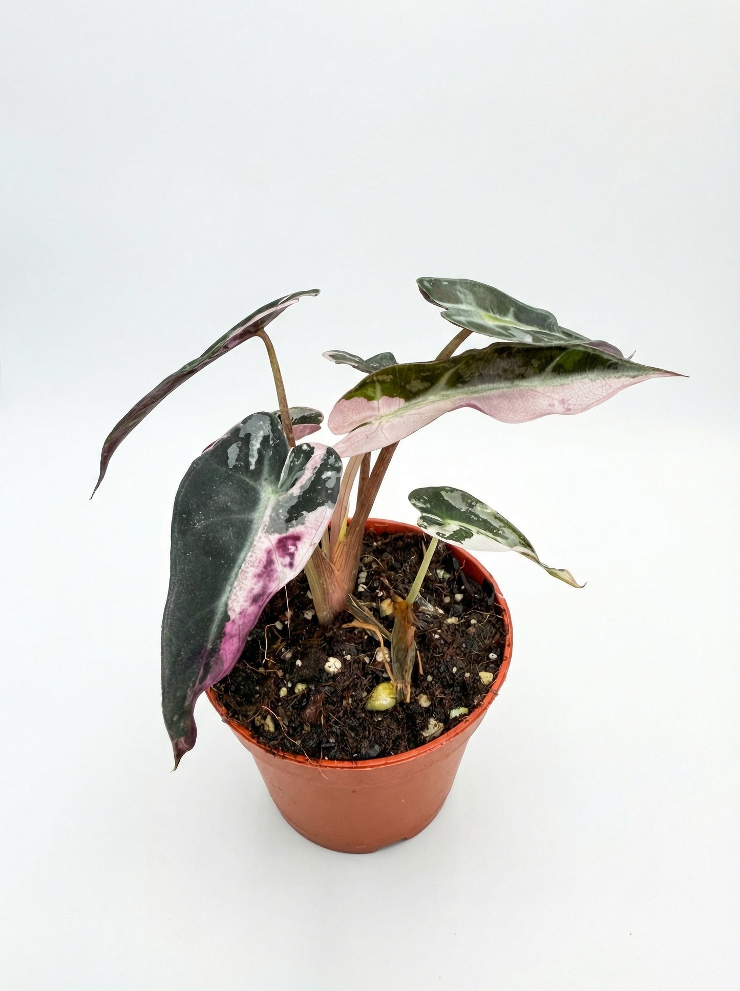 אלוקסיה במבינו ורודה | בייבי מבצע-1-nan.png.png