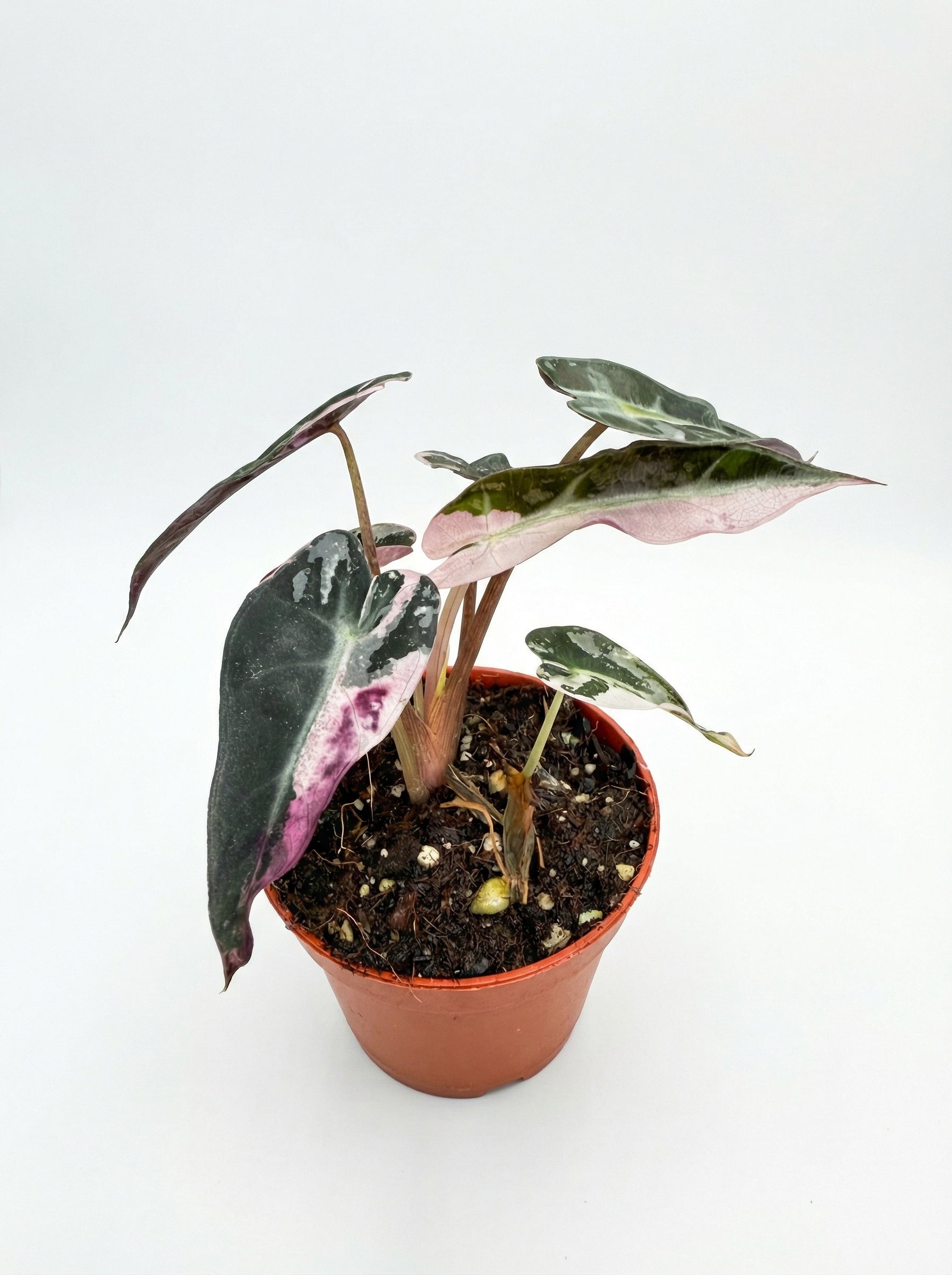 אלוקסיה במבינו ורודה | בייבי מבצע-1-nan.png.png