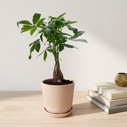 פכירה קוטר 12