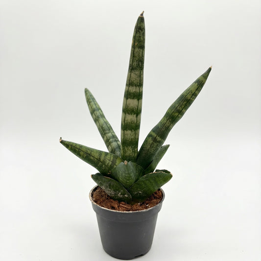 סנסיווריה בונסלנסיס | בייבי-1-nan.png.png