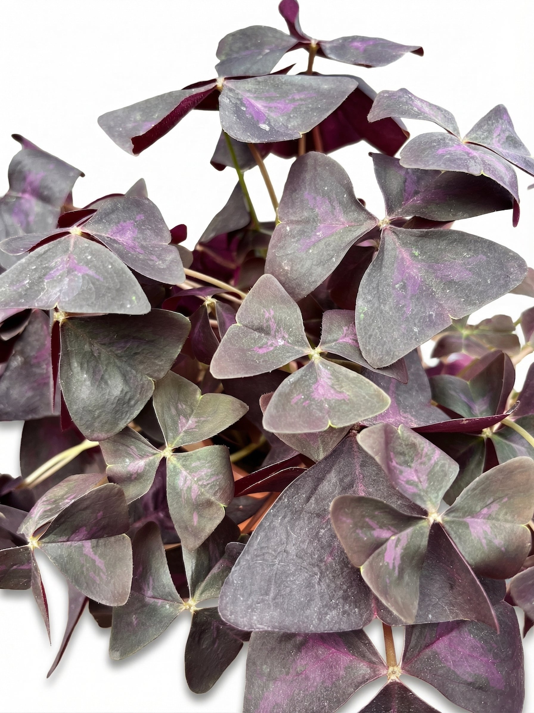 חמציץ | בינוני-3-nan.png.png