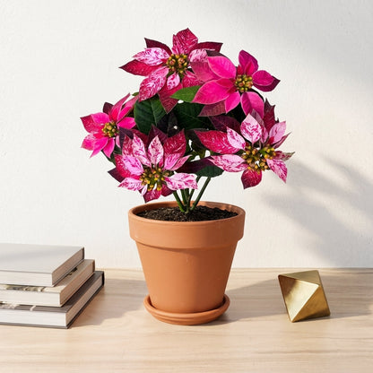 חלבלוב ורוד מגוון