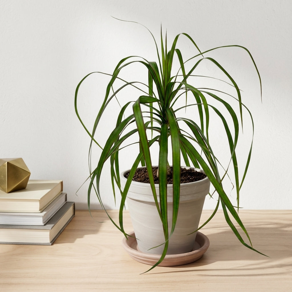 דרצנה מרגינטה