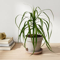 כד טרקוטה בהיר קוטר 16 + תחתית