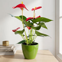 כד קרמיקה חלק ירוק קוטר 13