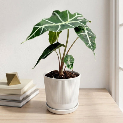 אלוקסיה פולי קוטר 12