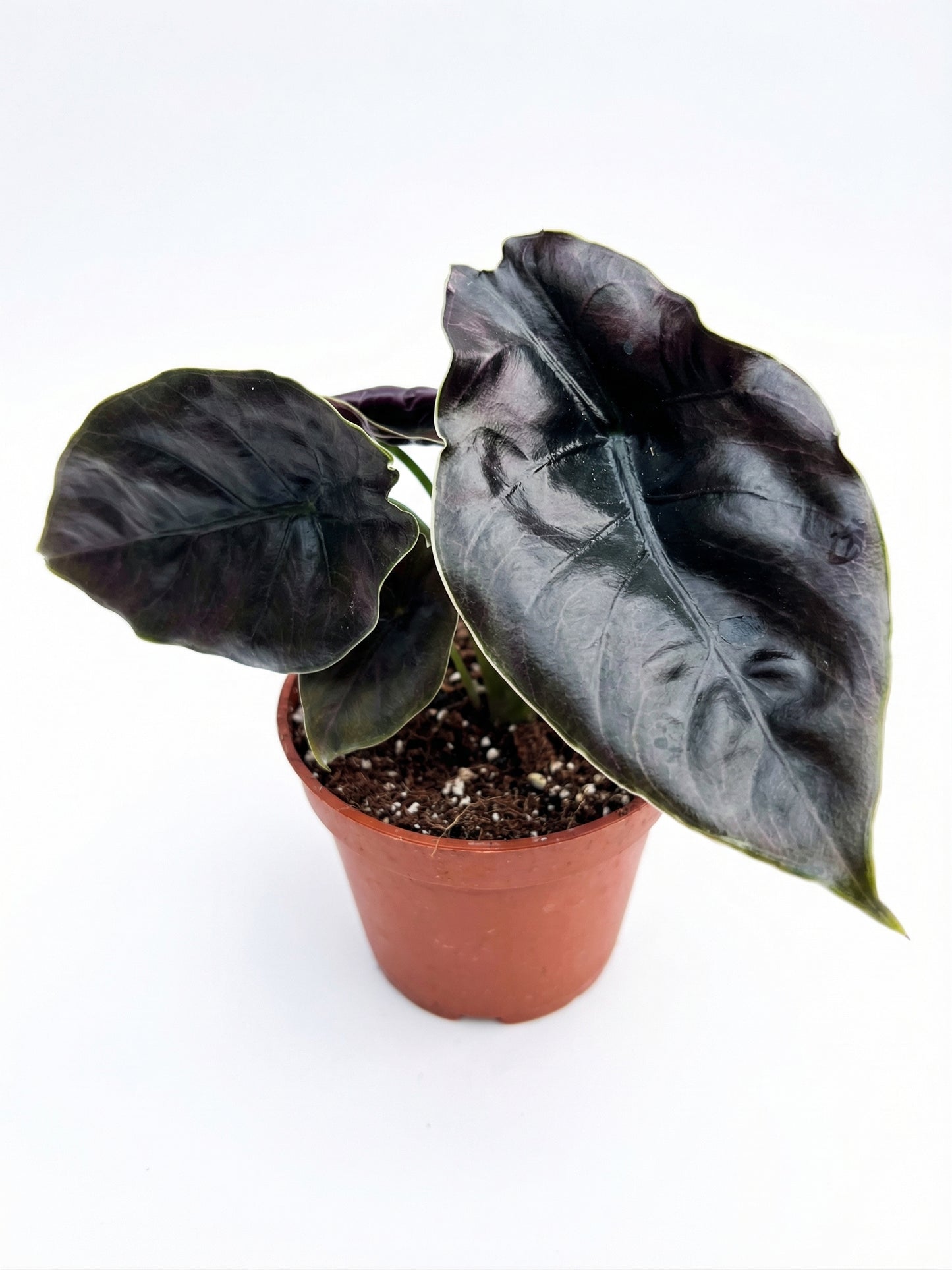 אלוקסיה אזלאני | בינוני-2-nan.png.png