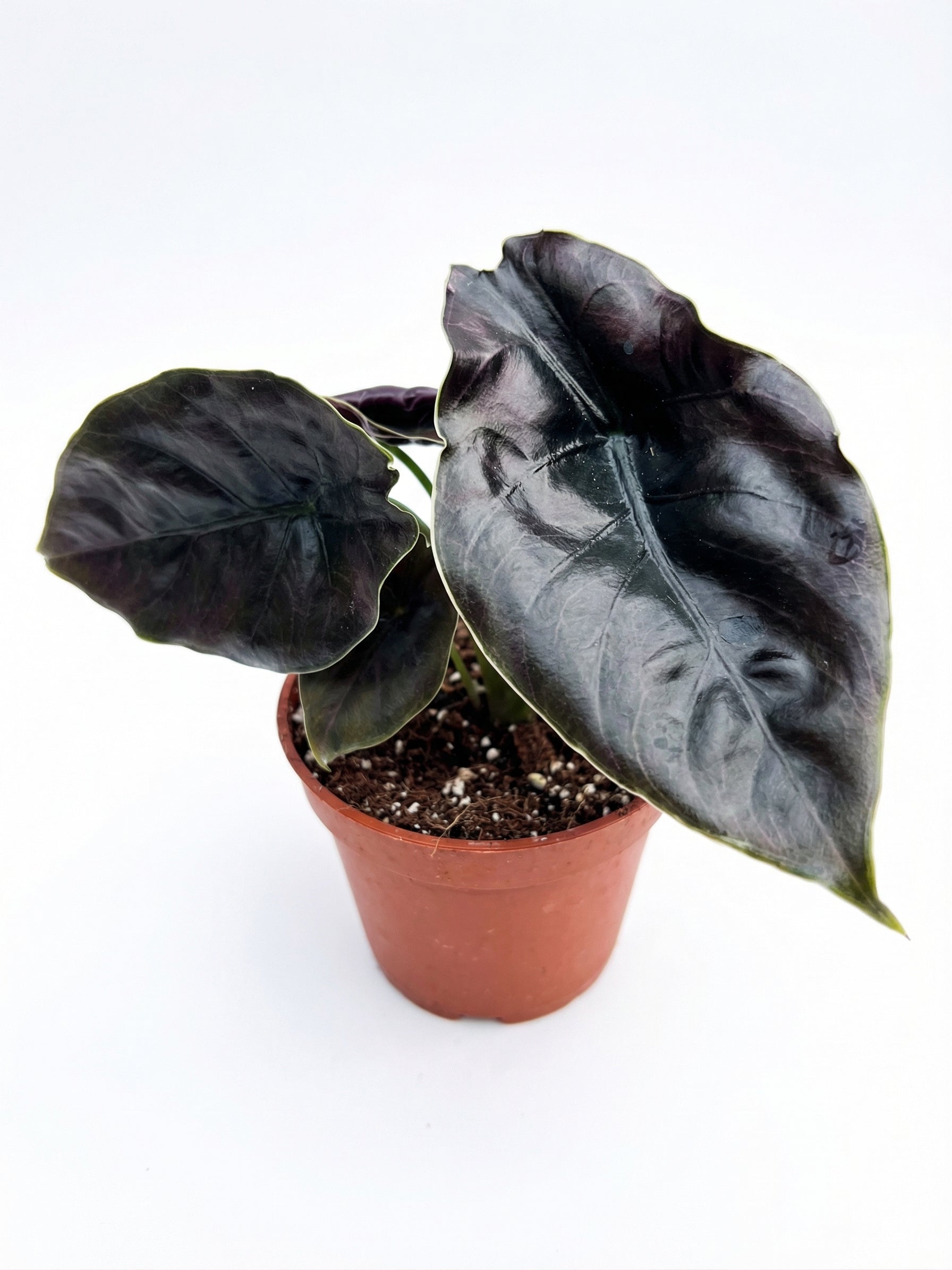 אלוקסיה אזלאני | בינוני-2-nan.png.png