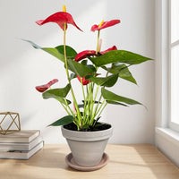 כד טרקוטה בהיר קוטר 16 + תחתית