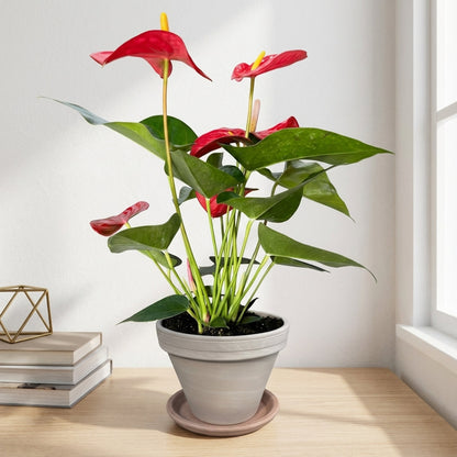 אנטוריום פורח עציץ 12