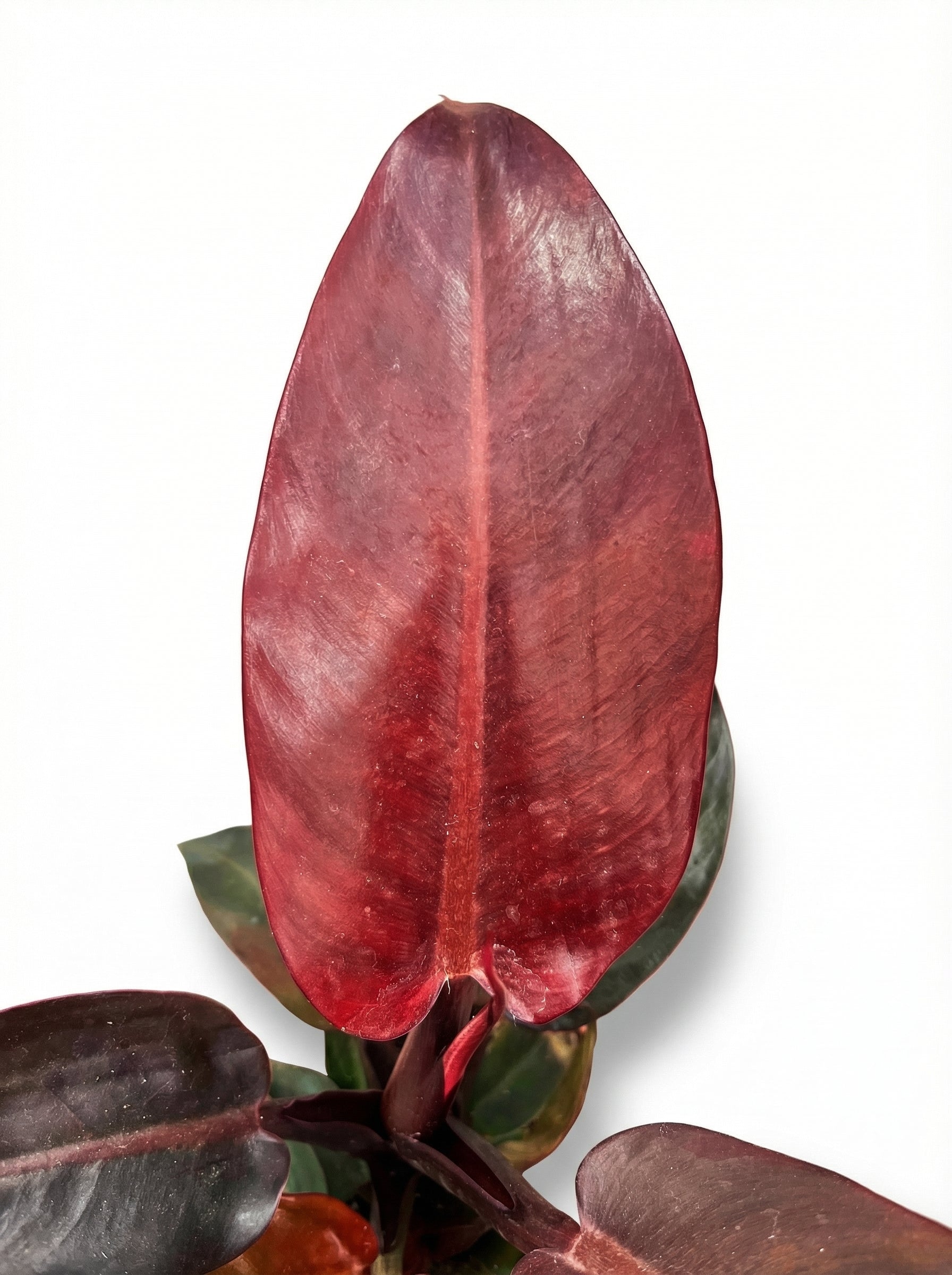 פילודנדרון מקולי | בינוני-3-nan.png.png