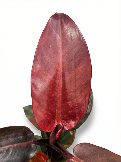 פילודנדרון מקולי | בינוני-3-nan.png.png