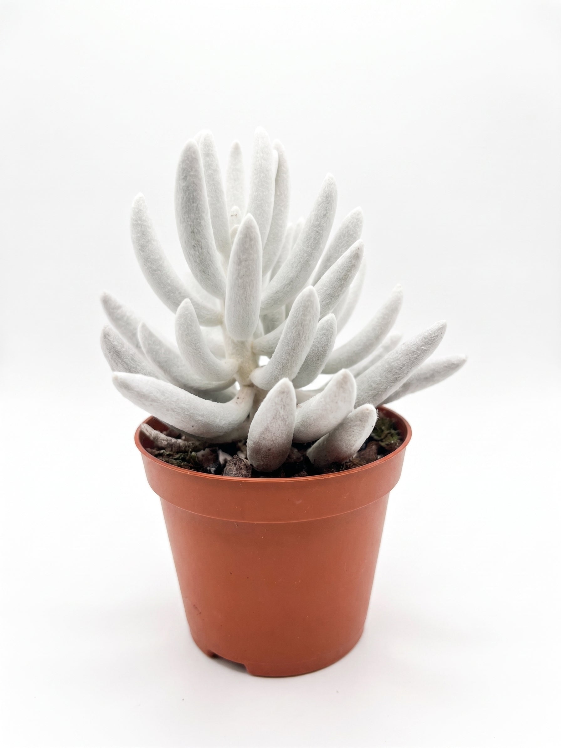 סנציו מונט בלאנק | בייבי-1-nan.png.png