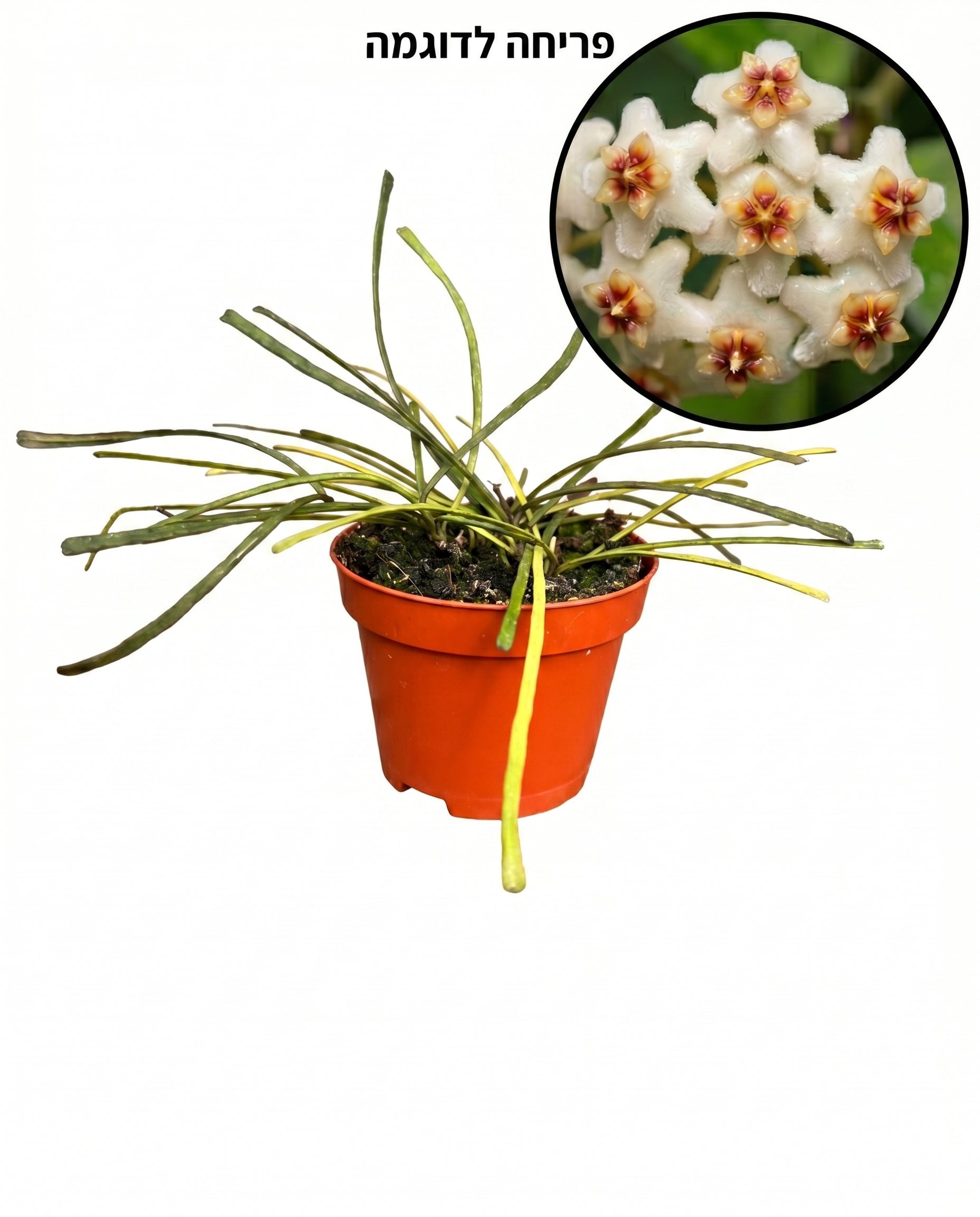 הויה רטוסה | בייבי מבצע-1-nan.png.png