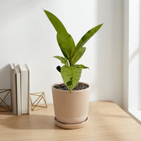 כד פסים שמנת קוטר 13 + תחתית