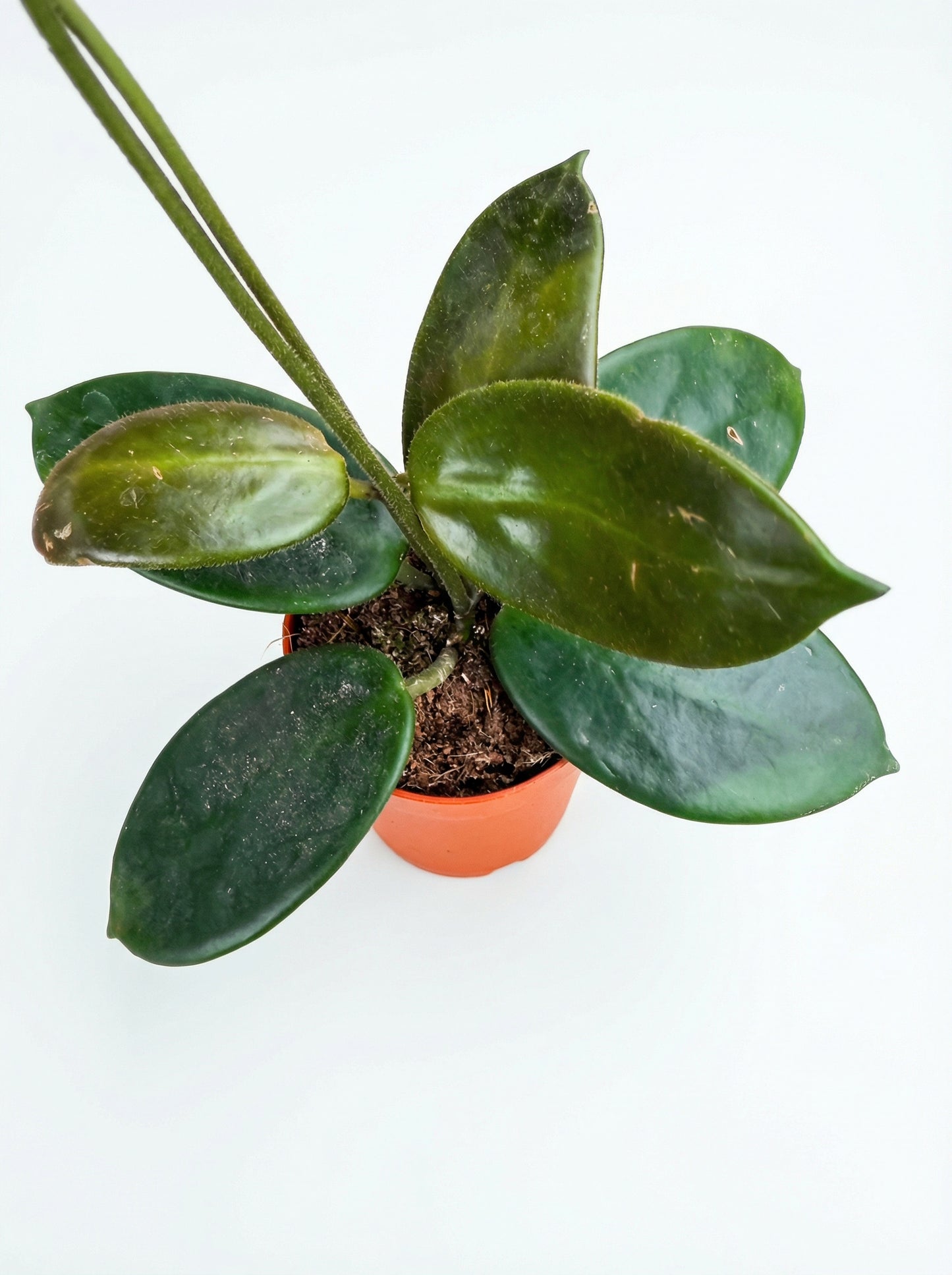 הויה וואנגינווינסיס | בייבי מבצע-2-nan.png.png