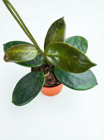 הויה וואנגינווינסיס | בייבי מבצע-2-nan.png.png