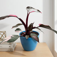 כד קרמיקה חלק כחול קוטר 13