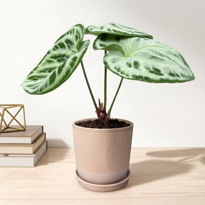 אנטוריום סופר סילבר קוטר 12