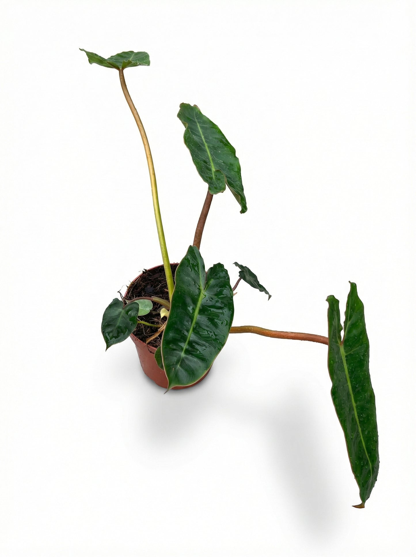 פילודנדרון ביליתאיי | בינוני-2-nan.png.png