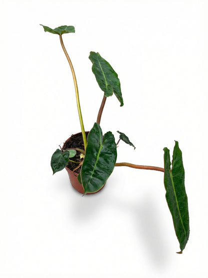 פילודנדרון ביליתאיי | בינוני-2-nan.png.png