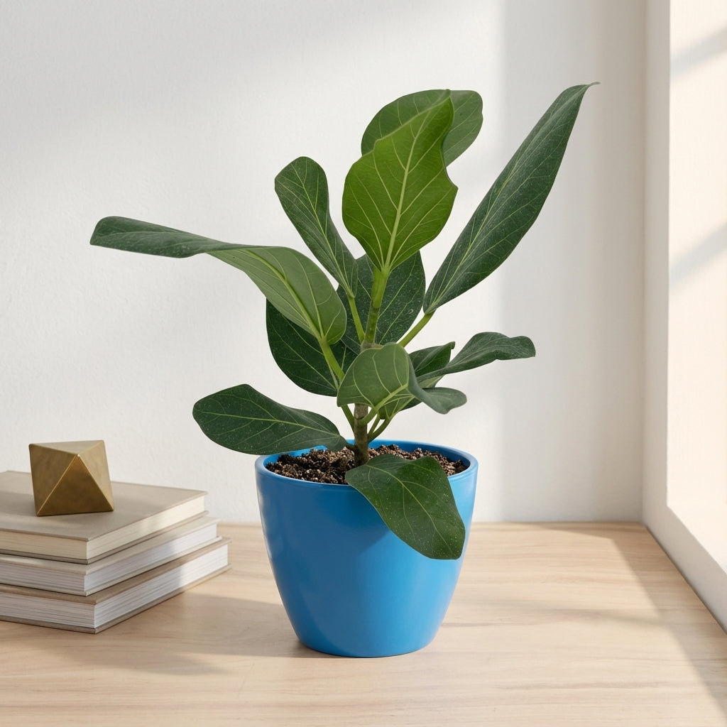 פיקוס אודרי