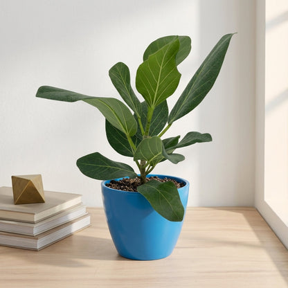 פיקוס אודרי