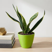 כד קרמיקה חלק ירוק קוטר 13