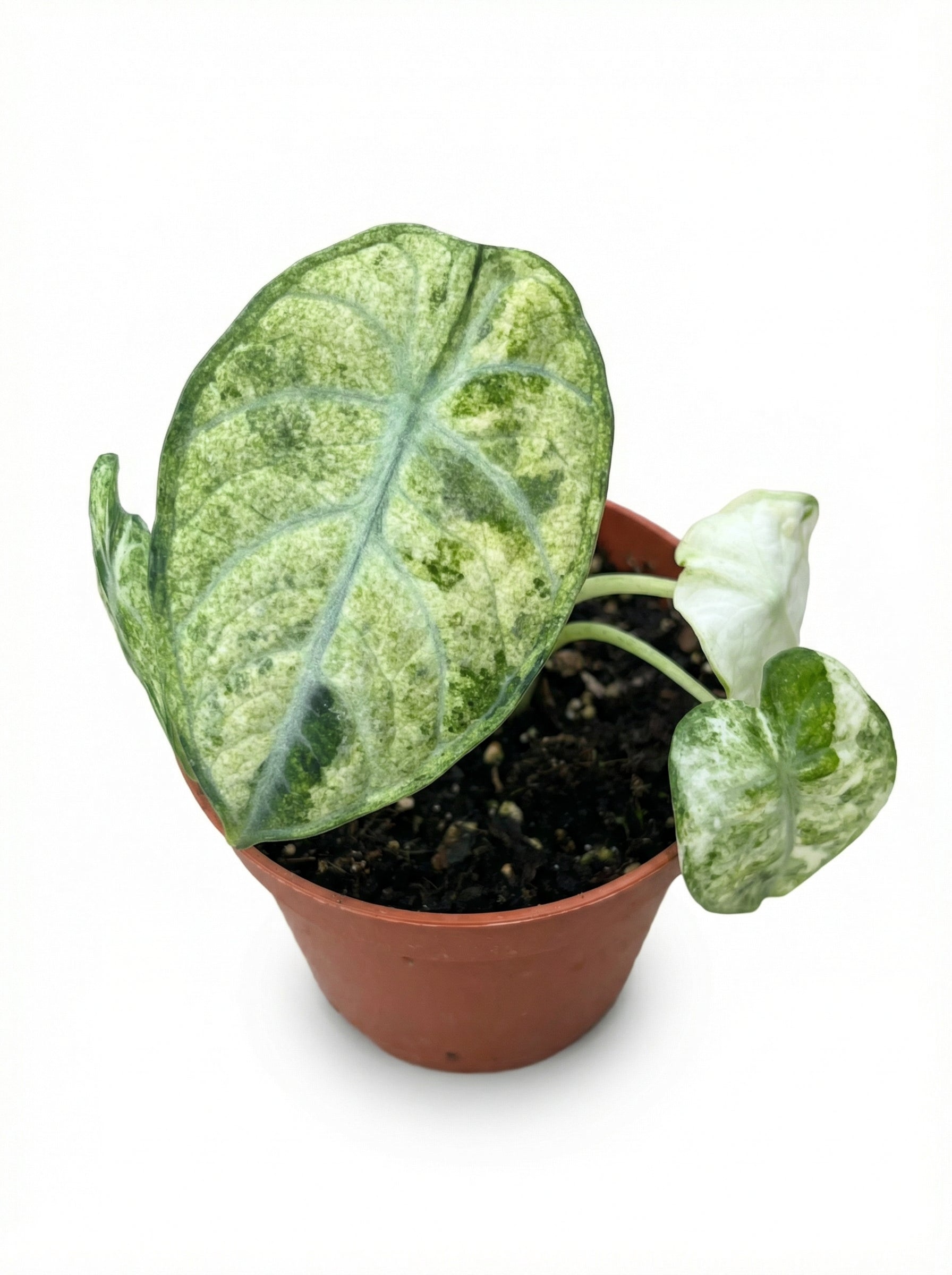 אלוקסיה נינג׳ה טריקולור | קטן מבצע-3-nan.png.png