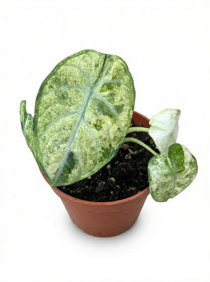 אלוקסיה נינג׳ה טריקולור | קטן מבצע-3-nan.png.png