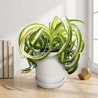 כד פסים לבן קוטר 13 + תחתית