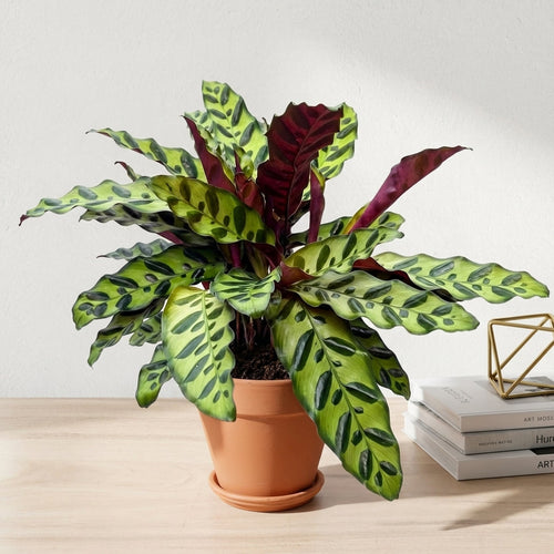 קלתאה אינסיגניס