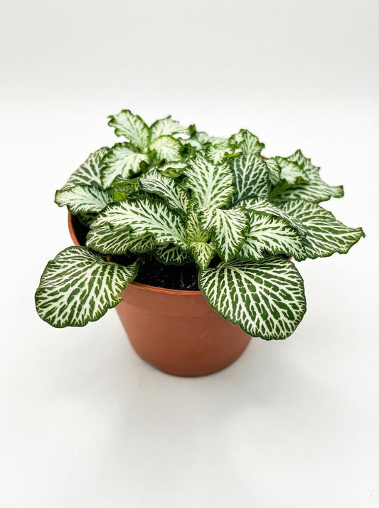 פיטוניה גידי הכסף | בייבי-1-nan.png.png