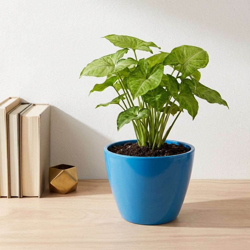 סינגוניום גולדן