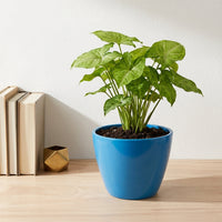 כד קרמיקה חלק כחול קוטר 13