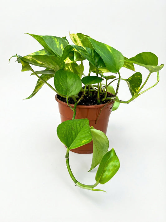 פוטוס | בינוני-1-nan.png.png