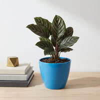 כד קרמיקה חלק כחול קוטר 13