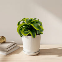 כד פסים לבן קוטר 13 + תחתית