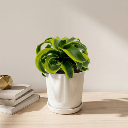 דרצנה טורנדו