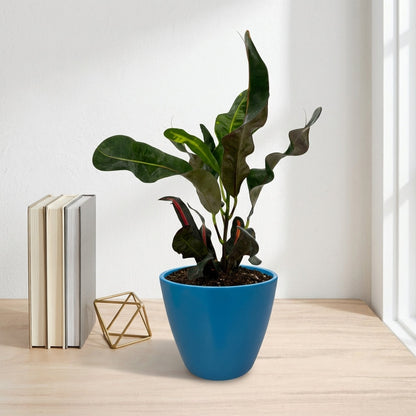 קרוטון מסולסל