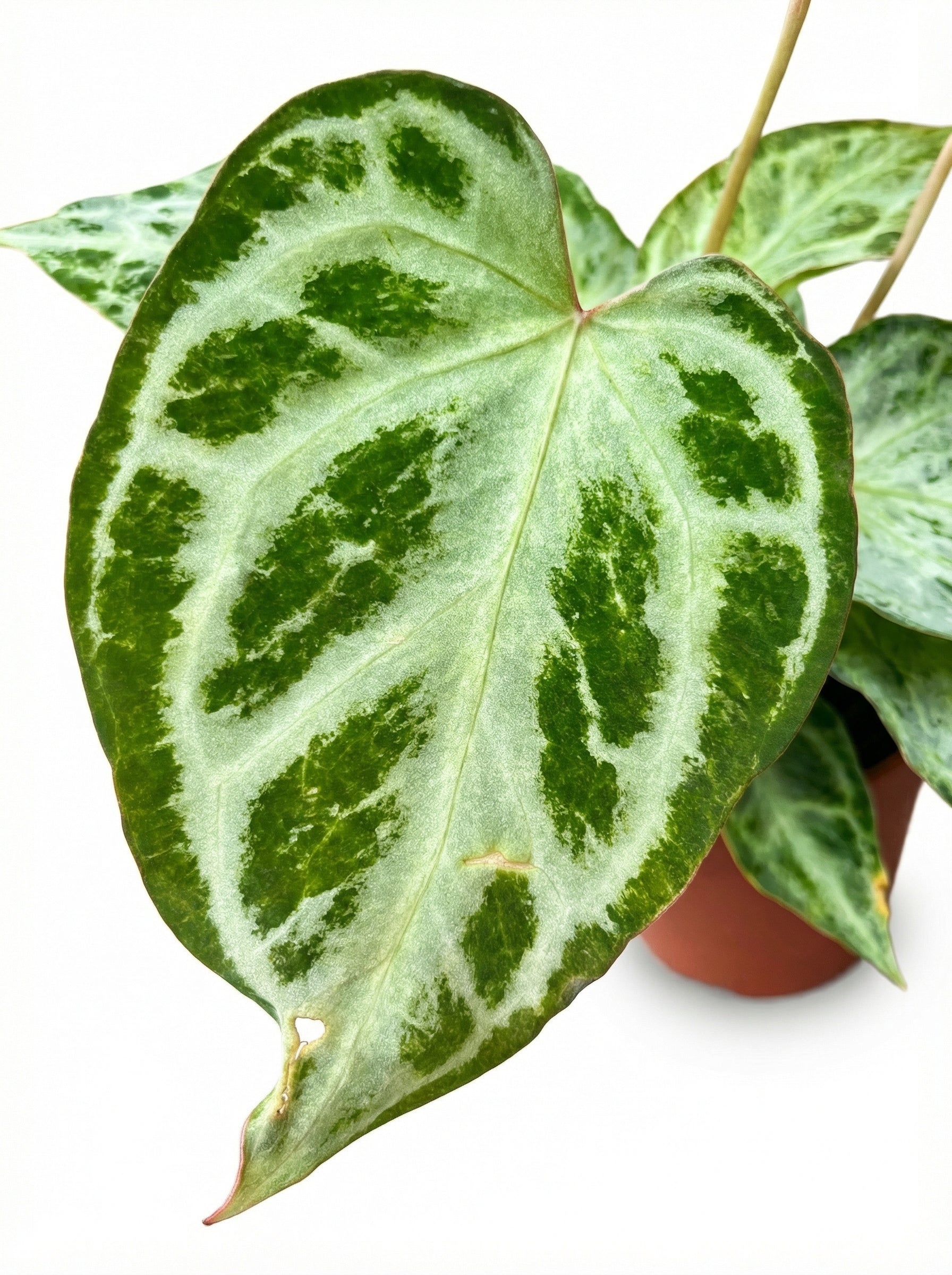 אנטוריום סילבר בלאש מינט | בינוני מבצע-3-nan.png.png