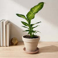 כד טרקוטה בהיר קוטר 16 + תחתית